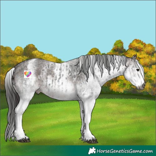 Horse Color:Gray White Spotted Black  and Gray White Spotted Bay 