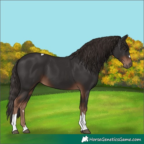 Horse Color:Liver Chestnut Tobiano