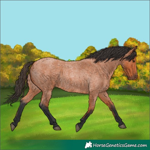 Horse Color:Bay Roan 
