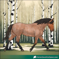 Horse Color:Bay Roan 
