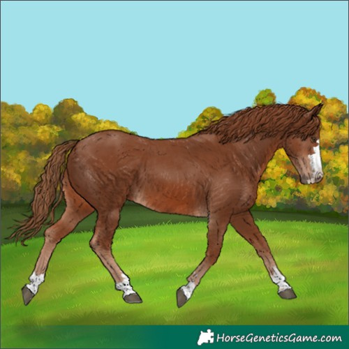Horse Color:Chestnut 