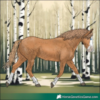 Horse Color:Chestnut Splash 