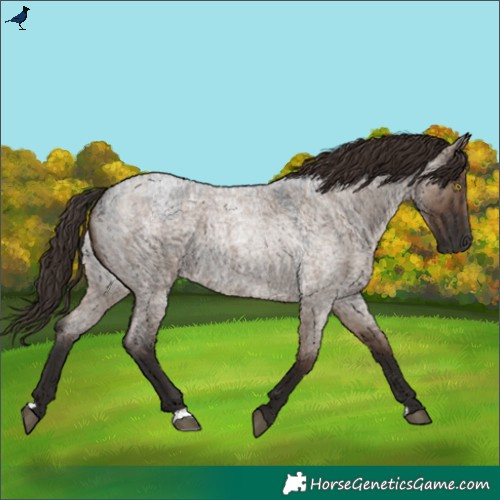 Horse Color:Liver Red Dun Roan Brindle 