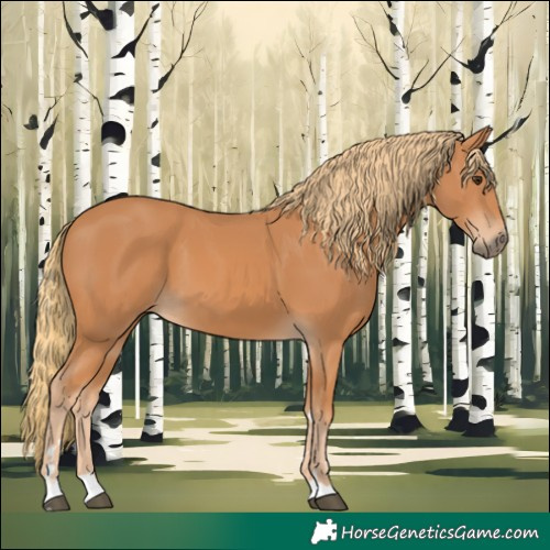 Horse Color:Chestnut 