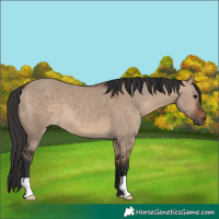 Horse Color:Brown Dun 