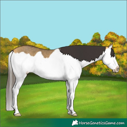 Horse Color:Buckskin Dun Splash Frame 