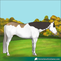 Horse Color:Buckskin Dun Splash Frame 