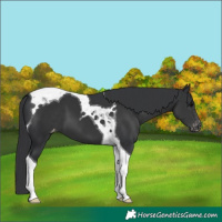 Horse Color:Black Tobiano Appaloosa 