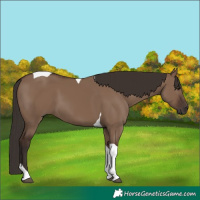 Horse Color:Liver Red Dun Tobiano 