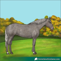 Horse Color:Silver Black Appaloosa Rabicano 