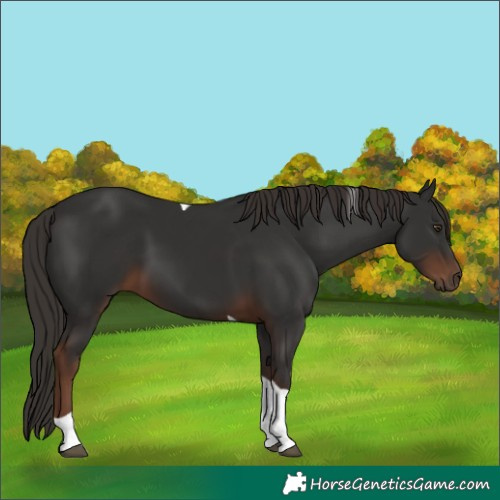 Horse Color:Liver Chestnut Tobiano 
