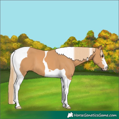 Horse Color:Chestnut Tobiano
