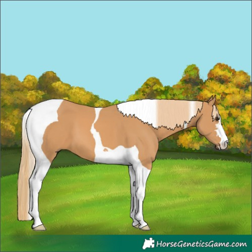 Horse Color:Chestnut Tobiano