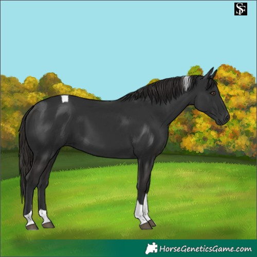 Horse Color:Liver Chestnut Tobiano 