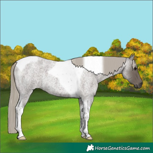 Horse Color:Silver Smoky Blue Roan Tobiano 
