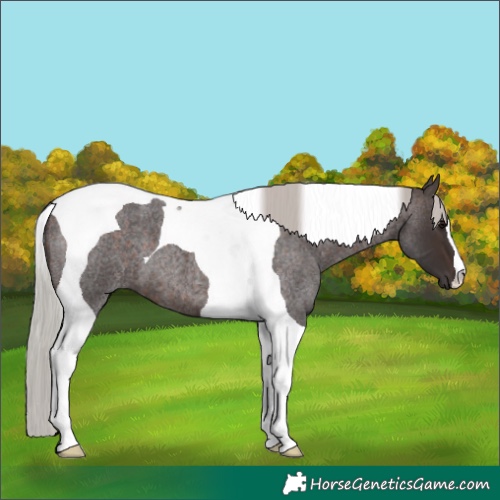 Horse Color:Silver Brown Roan Tobiano 
