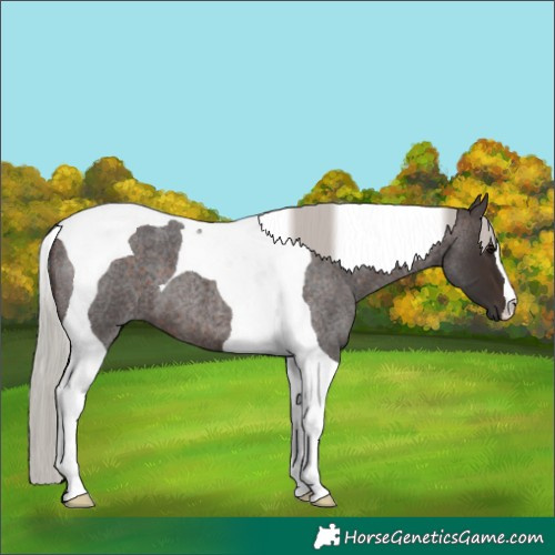 Horse Color:Silver Brown Roan Tobiano