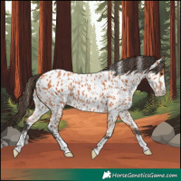 Horse Color:Bay Appaloosa 