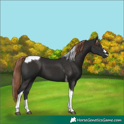 Horse Color:Liver Chestnut Tobiano