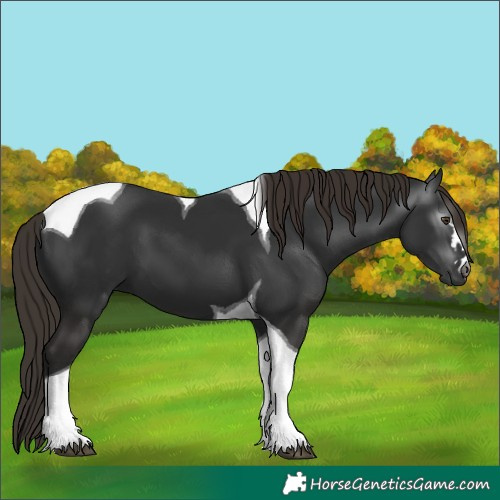 Horse Color:Gray Liver Chestnut Tobiano 