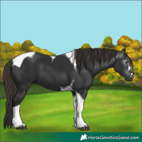 Horse Color:Gray Liver Chestnut Tobiano 