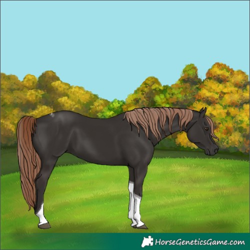 Horse Color:Liver Chestnut Tobiano 
