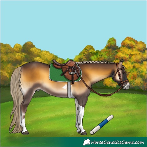 Horse Color:Chocolate Palomino Onyx Tobiano