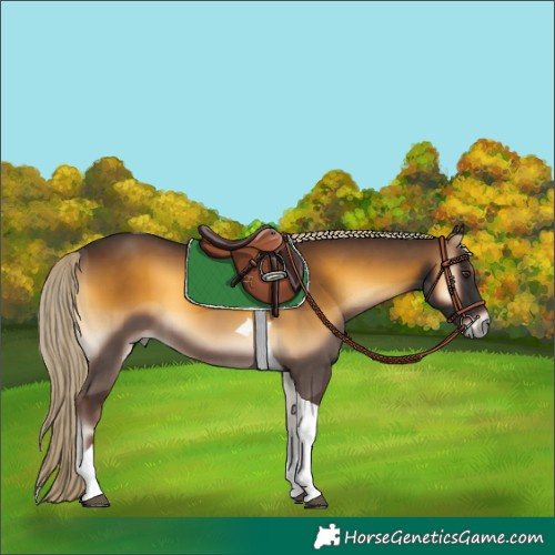 Horse Color:Chocolate Palomino Onyx Tobiano 