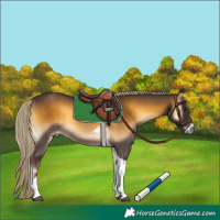 Horse Color:Chocolate Palomino Onyx Tobiano 