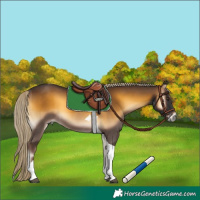 Horse Color:Chocolate Palomino Onyx Tobiano