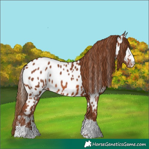Horse Color:Chestnut Near Leopard 