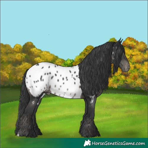 Horse Color:Black Near Leopard