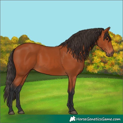 Horse Color:Bay 