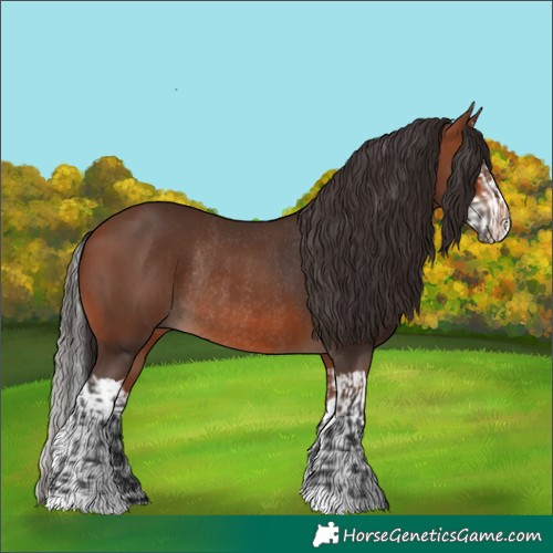 Horse Color:Bay Rabicano and Bay Splash Rabicano