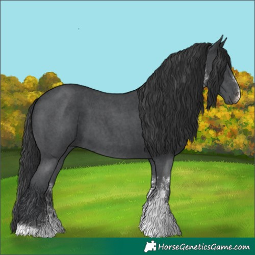 Horse Color:Black Sabino