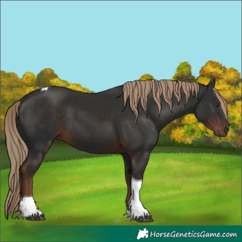 Horse Color:Liver Chestnut Tobiano 