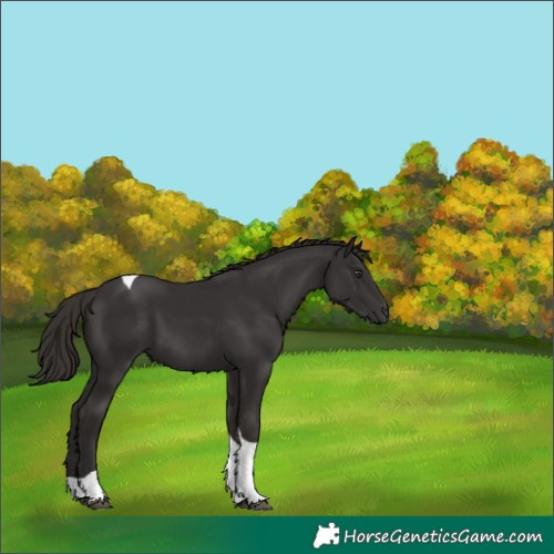 Horse Color:Liver Chestnut Tobiano 