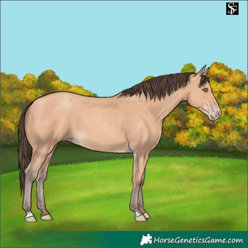 Horse Color:Amber Champagne 