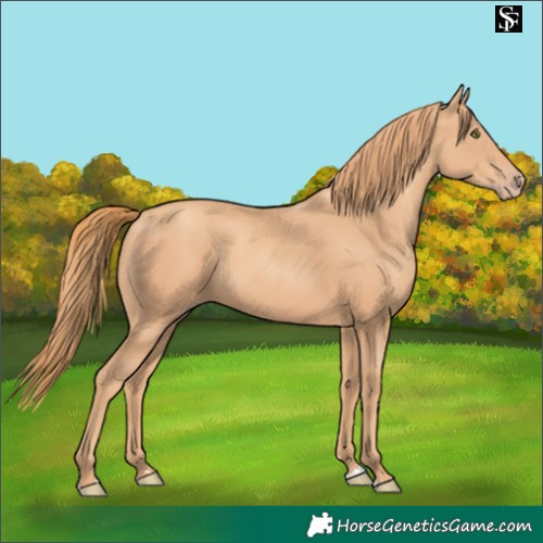 Horse Color:Gold Champagne