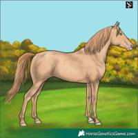 Horse Color:Gold Champagne 