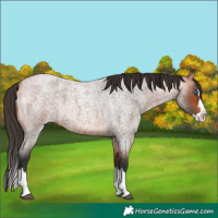 Horse Color:Bay Roan Splash
