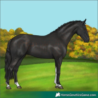 Horse Color:Liver Chestnut Tobiano 