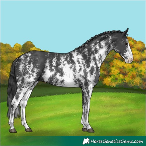 Horse Color:Black Sabino 
