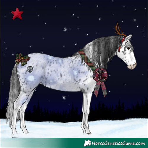 Horse Color:White Spotted Blue Roan Splash Frame Appaloosa 
