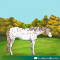 Horse Color:Liver Red Dun Sabino Blanket