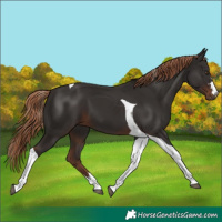 Horse Color:Liver Chestnut Tobiano