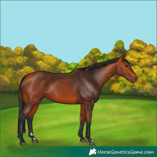 Horse Color:Unknown 