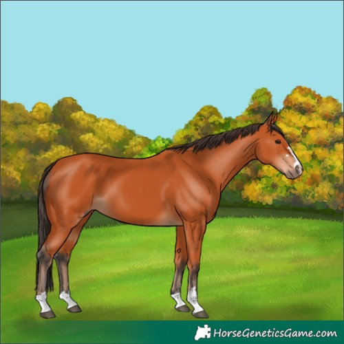 Horse Color:Bay 