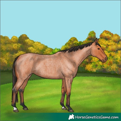Horse Color:Bay Roan 