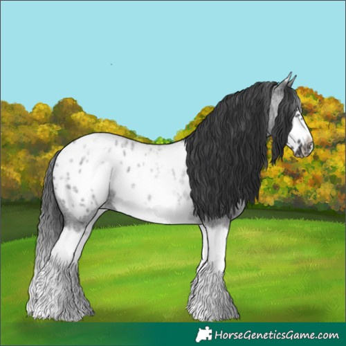 Horse Color:White Spotted Blue Roan Splash Frame Appaloosa 